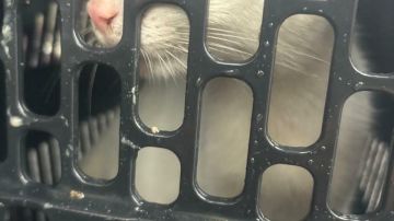 Veja imagens das gatinhas que foram resgatadas de enchentes no RS