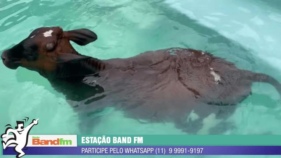 VACA INVADE PISCINA DE CASA PARA SE REFRESCAR EM MINAS GERAIS