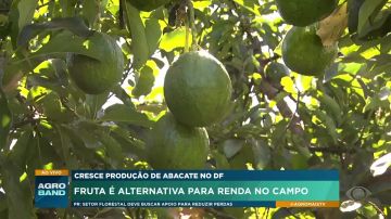 Cresce a produção de abacate no DF