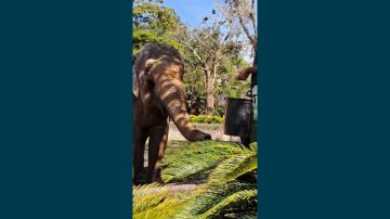 VÍDEO: Justiça decide que elefante Sandro deve deixar Zoológico de Sorocaba