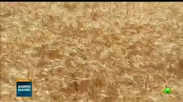 Giro Brasil: Área de culturas de inverno deve cair 10% no RS