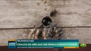Criação de abelhas une renda e produtividade